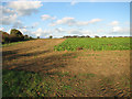 Sugar beet crop field by Kipton Farm