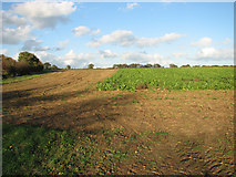 TF8323 : Sugar beet crop field by Kipton Farm by Evelyn Simak