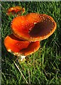 Fly Agaric (Amanita muscaria)