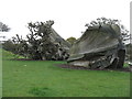 SN5218 : The Ghost Forest at The National Botanic Garden of Wales by M J Richardson