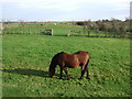 Grazing near Wesham House