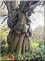 SK3940 : Trunk of Ancient Tree in Morley Churchyard by Jonathan Clitheroe