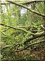 Blocked footpath near North Nibley