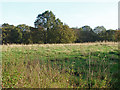 Field near Vines Farm