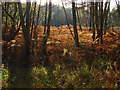 Bracken on the MOD ranges