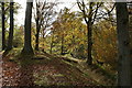 Autumn trees above Cilthriew