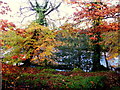 Autumnal colours, Drumnabey