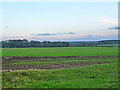 Evening view towards Clavering