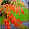 Sumac foliage