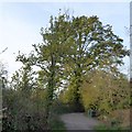 A large tree at Robertsacre Farm