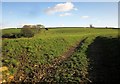 Cattle pasture, Dupath Farm