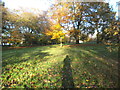 Bantock Trees