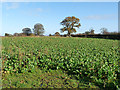 Field with root crop near Hayton