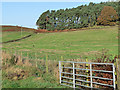 Field and plantation near Low Gelt Bridge