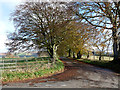 Country lane from Carlatton Mill to Cumrew