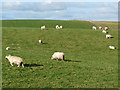 Sheep at Carrock Fell farm