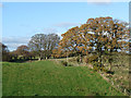 Field and trees near Ring Gate