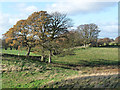 Fields and trees near Ring Gate