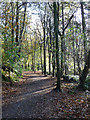 NY5259 : Footpath through Gelt Woods by Oliver Dixon