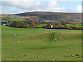 NY5355 : Field with sheep near Castle Carrock by Oliver Dixon