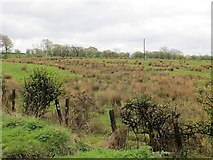 NS3751 : Rashy field, Tandlehill by Richard Webb