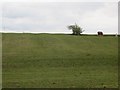 Field, Borestane