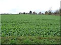 Arable field, west bank, Barnsley Canal