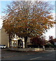 ST9063 : Dominant tree in Spa Road, Melksham by Jaggery