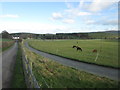 All weather horse track beside Ghyll Lane