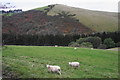 Sheep above Drefor Dingle