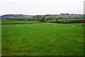 Sheep grazing near Borfa-wen