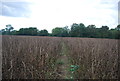 Footpath through crops