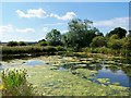 Wildlife pond