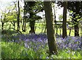 Woodland bluebells