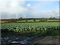 Crop field, Treliever