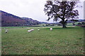 Sheep grazing in the Mule valley