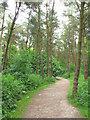 SJ9959 : Path in mixed woodland by Stephen Craven