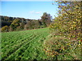 Hillside near Downe