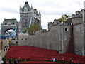 TQ3380 : Poppies at The Tower of London #1 by Richard Humphrey
