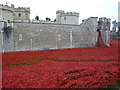 TQ3380 : Poppies at The Tower of London #4 by Richard Humphrey