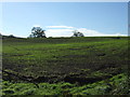 Crop field near Polsue Grange