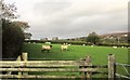 SX5461 : Sheep near Coldstone Farm by Derek Harper