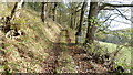 Hillside woodland track on Wenallt