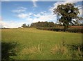 Sheep pasture near Afton