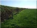 Grazing and hedgerow