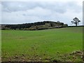 Field and woodland south of Monkokehampton