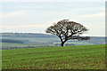 NZ2133 : Lone tree in field with emerging crop by Trevor Littlewood