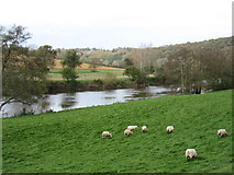 SO6129 : The River Wye near Lyndor by David Purchase