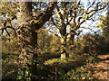 Rushmere Parish Boundary Oaks