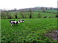 Cows, Kilcroagh